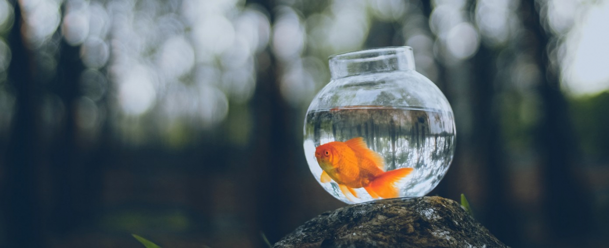 Image of a fish in a bowl